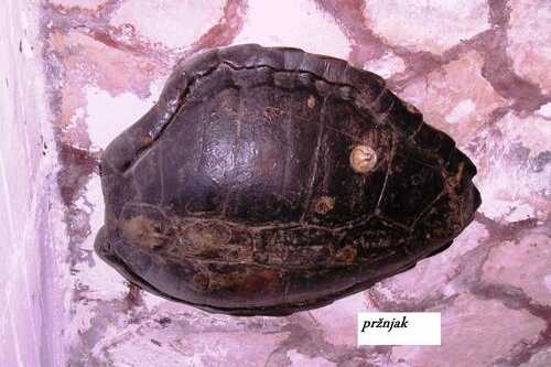 Jedinica